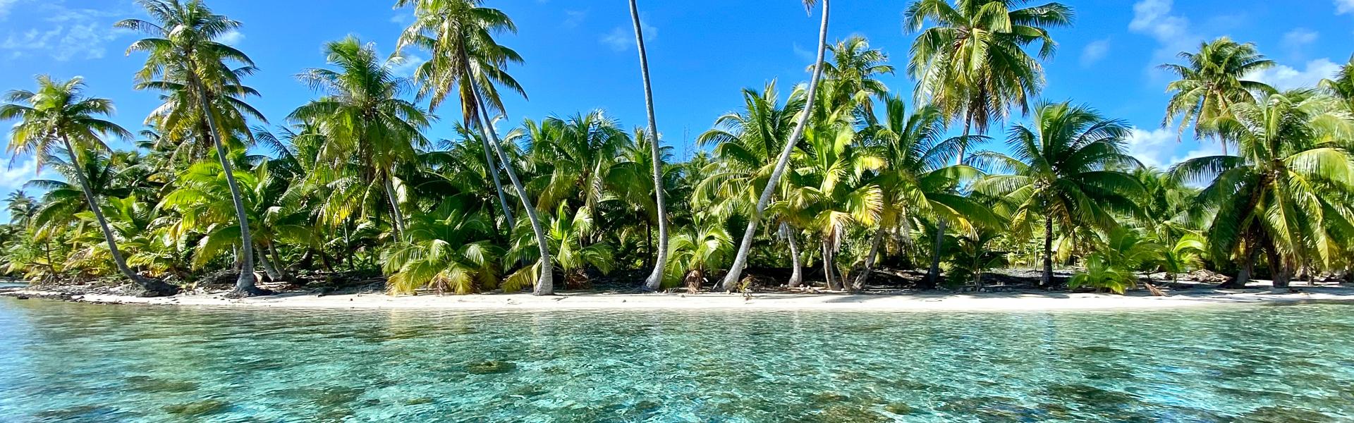 Traumstrand mit Palmen |  Greg Lyon, iStockphoto / Chamleon